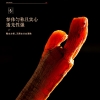 【福东海】红参条 37.5克/罐 FDH01011377