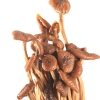 天生好果茶树菇118克*2包