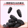 鲜山叔 野桑葚干100g/1罐