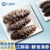 江鲜森国标·鲜食海参1388款 1000g（16-24头）