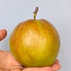 嗨果粒 隰县玉露香梨优选12粒 上架时间9月1日下架时间3月31日
